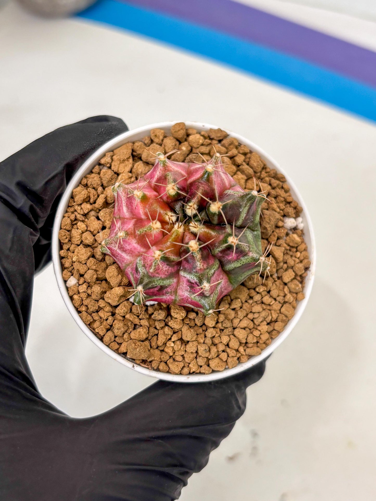 Gymnocalycium Neon (gy14) (p2) | ONLY for Advance Grower