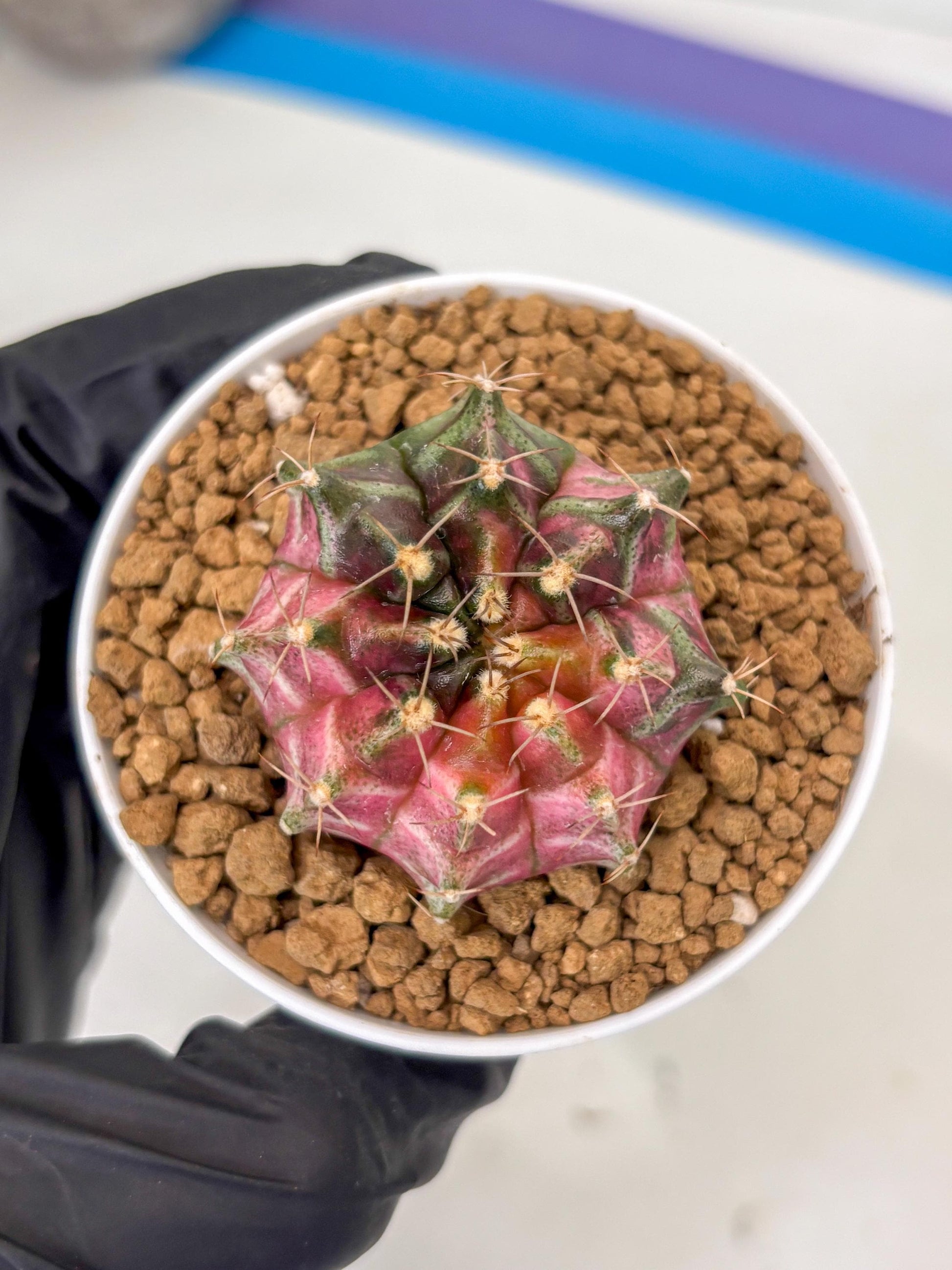Gymnocalycium Neon (gy14) (p2) | ONLY for Advance Grower