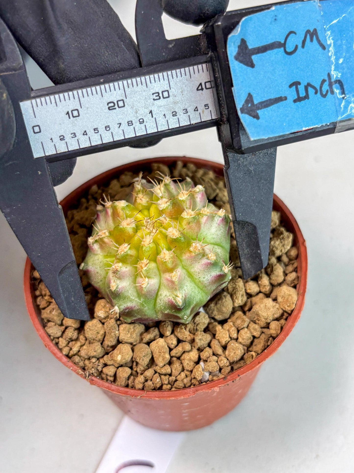 Gymnocalycium Neon (gy14) (p3) | ONLY for Advance Grower