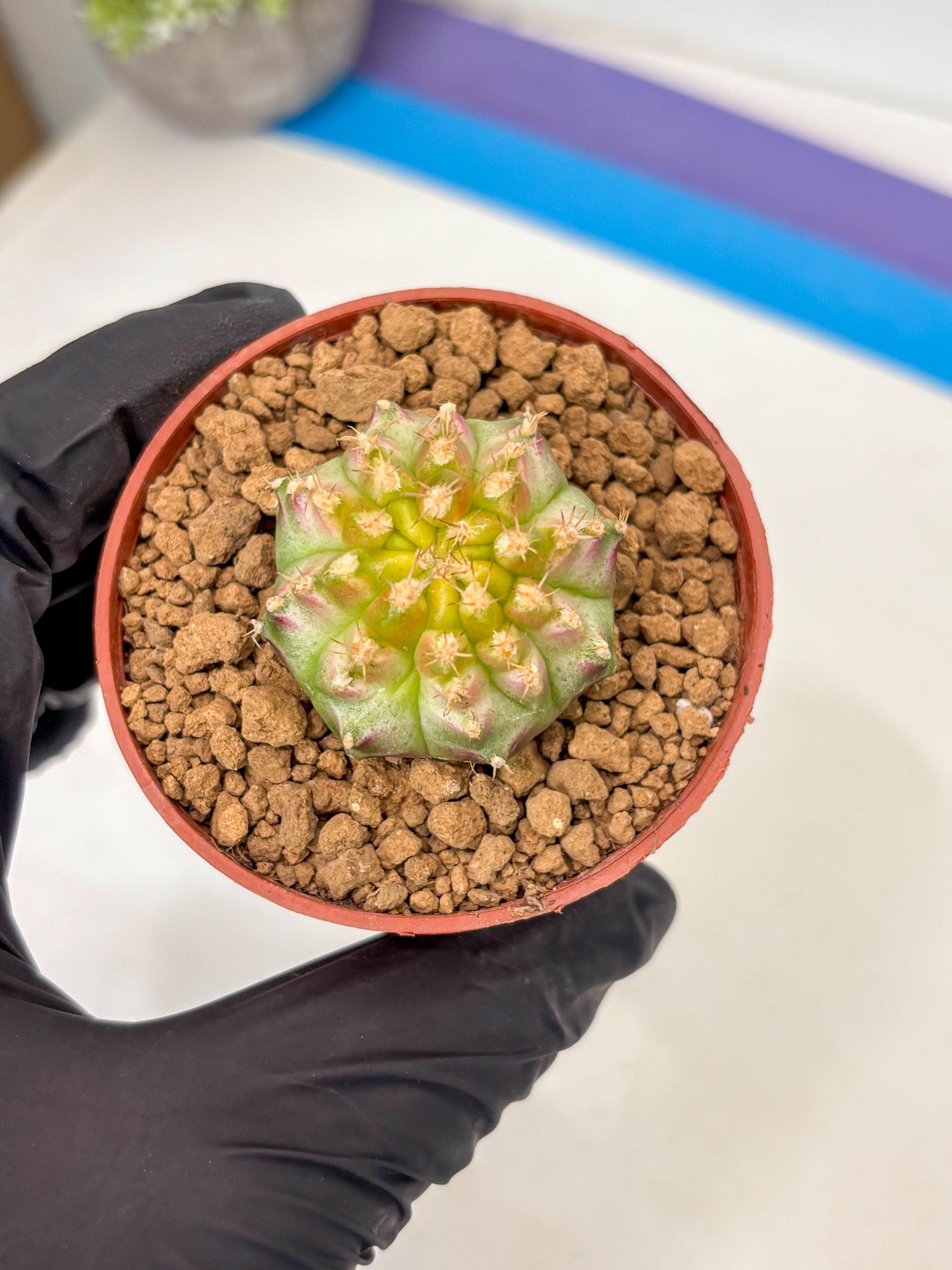Gymnocalycium Neon (gy14) (p3) | ONLY for Advance Grower
