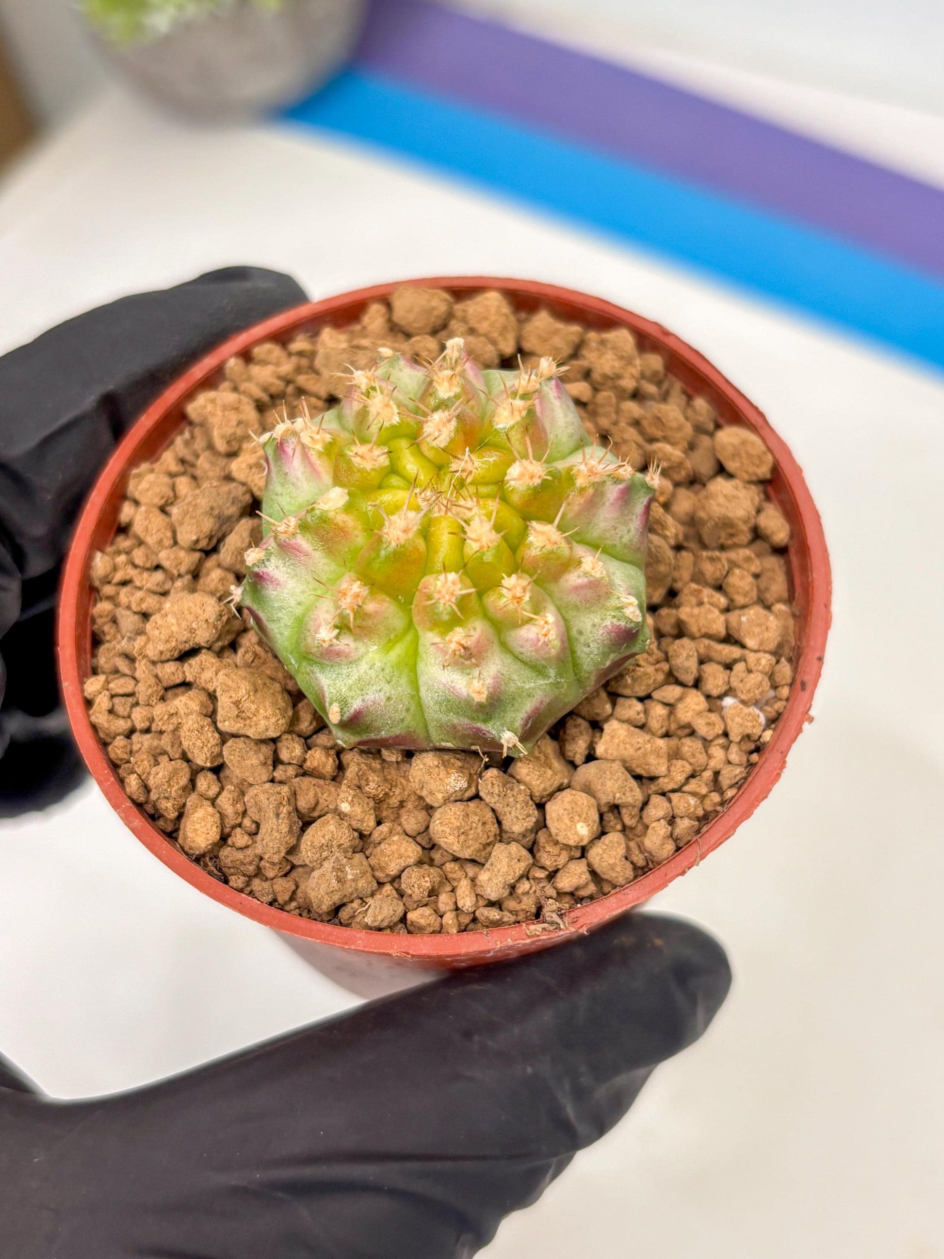 Gymnocalycium Neon (gy14) (p3) | ONLY for Advance Grower