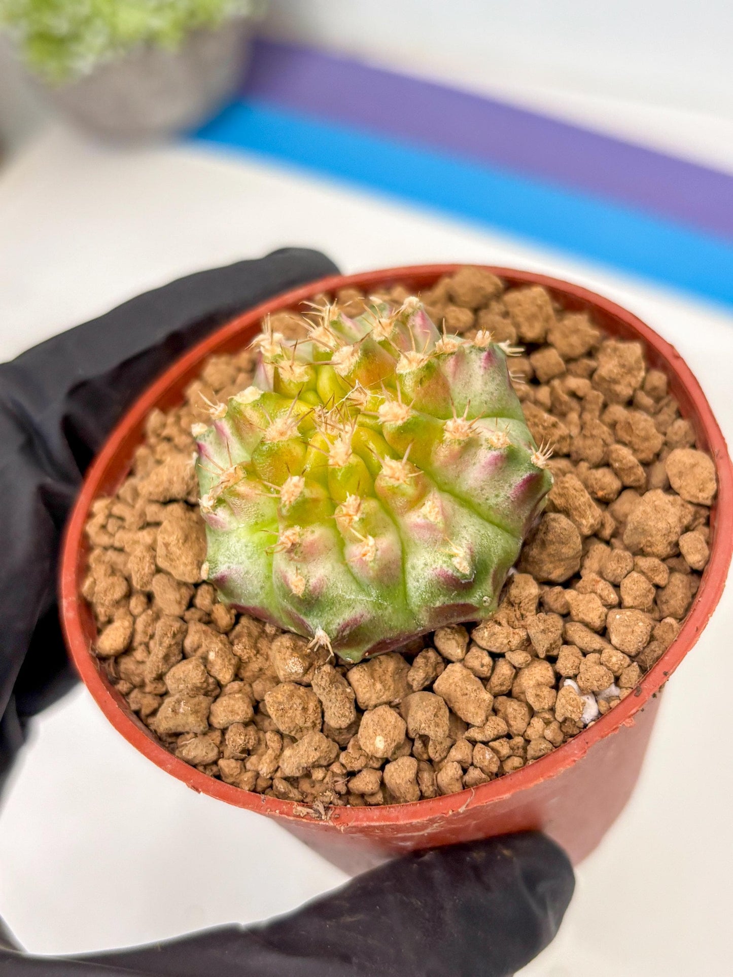 Gymnocalycium Neon (gy14) (p3) | ONLY for Advance Grower