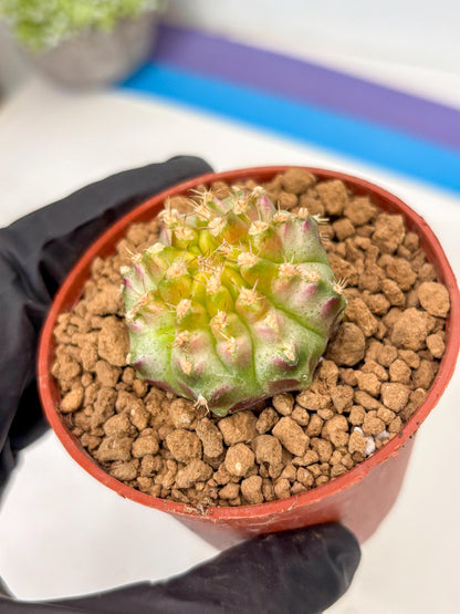 Gymnocalycium Neon (gy14) (p3) | ONLY for Advance Grower