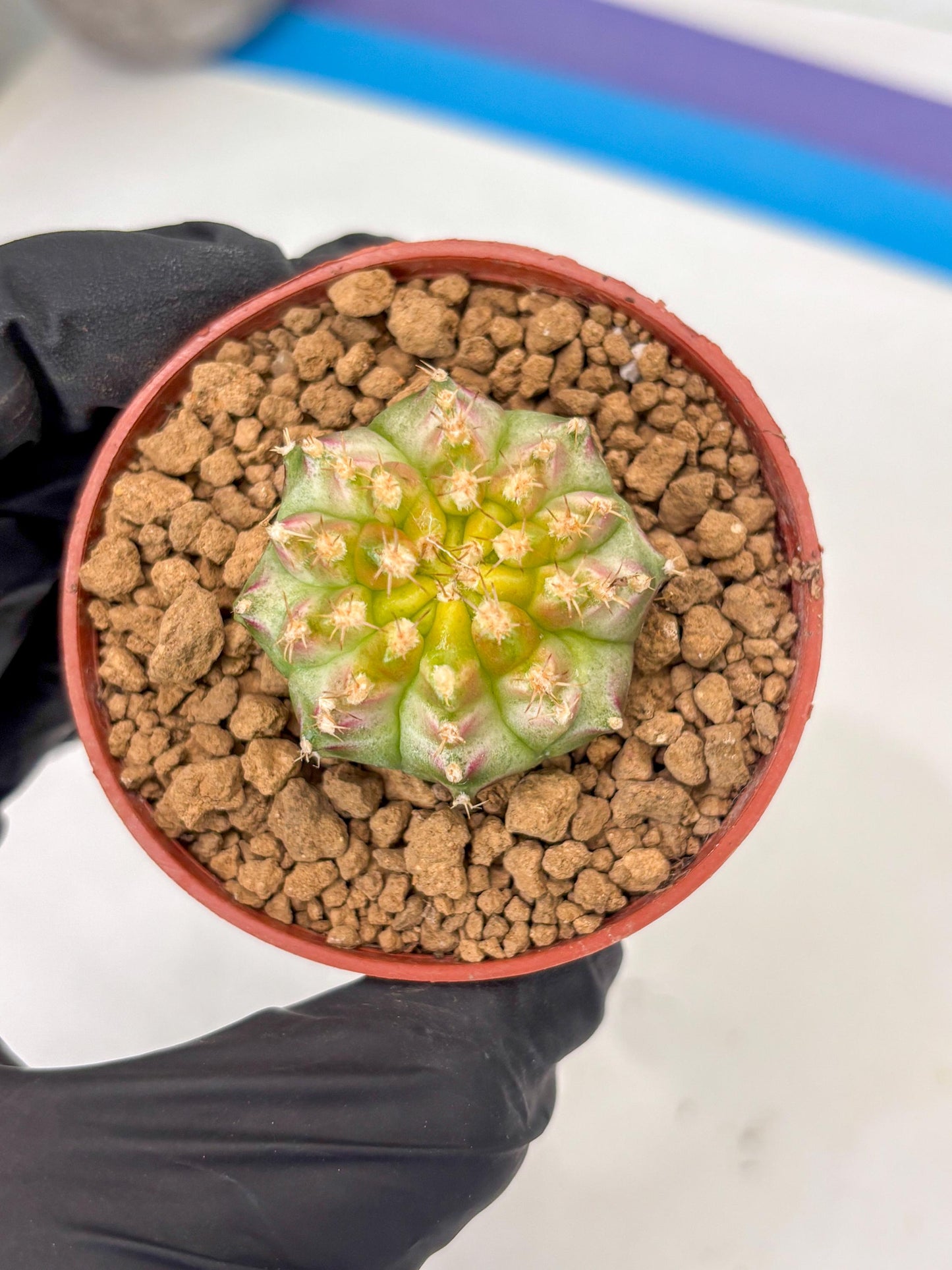 Gymnocalycium Neon (gy14) (p3) | ONLY for Advance Grower