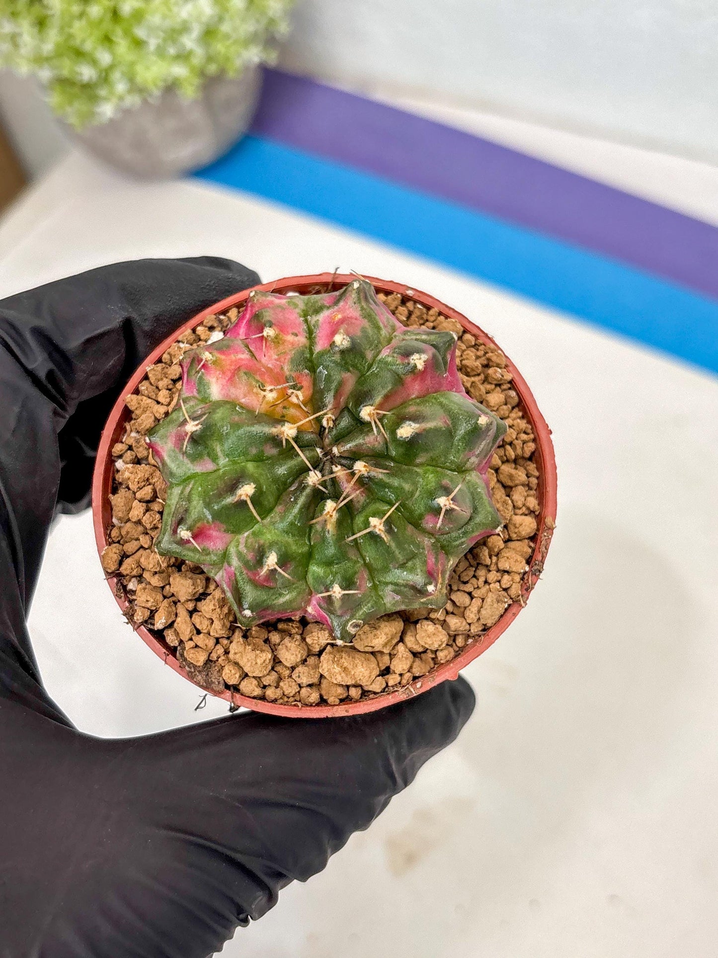 Gymnocalycium Neon (gy14) (p5) | ONLY for Advance Grower