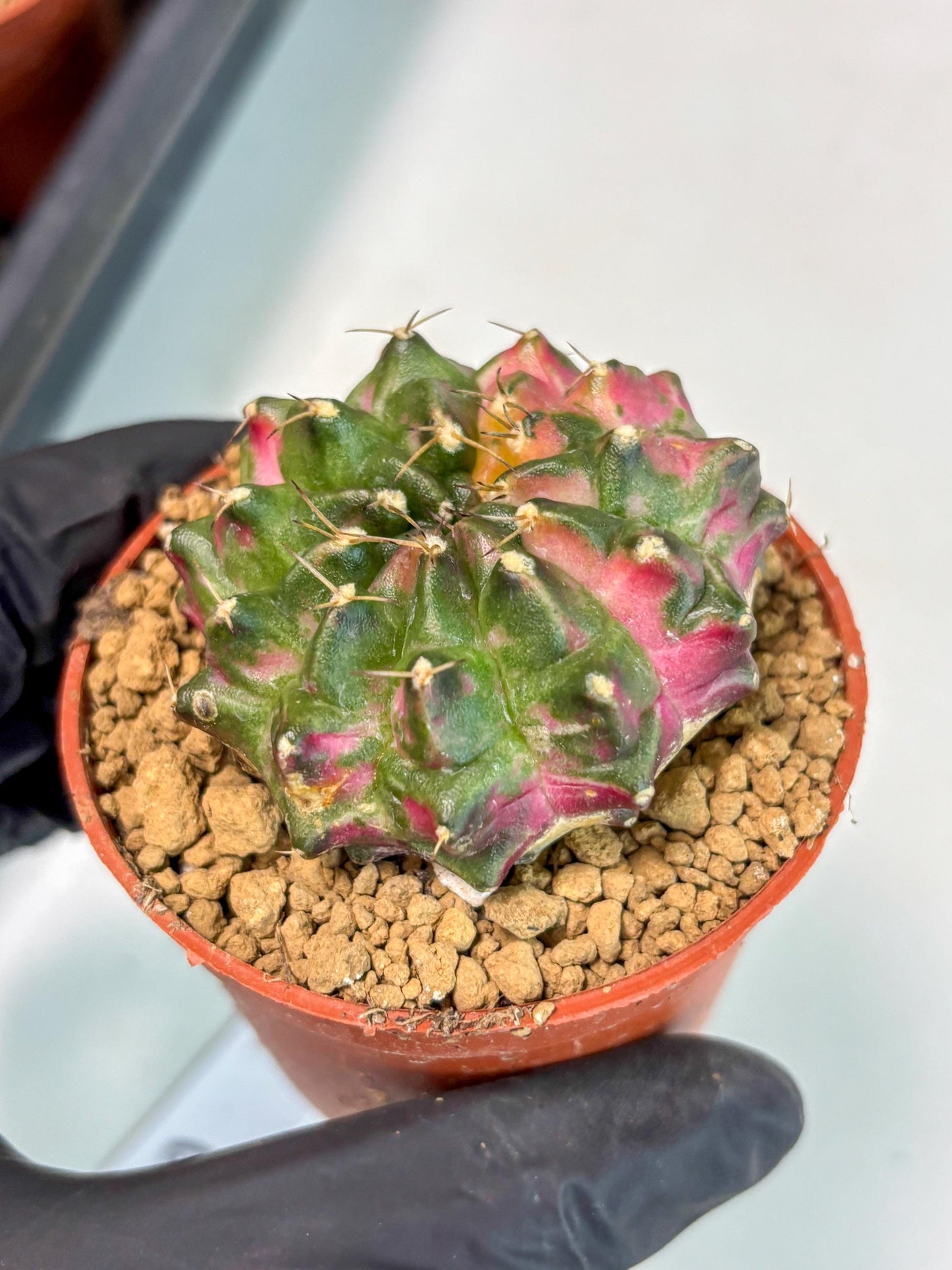Gymnocalycium Neon (gy14) (p5) | ONLY for Advance Grower
