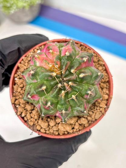 Gymnocalycium Neon (gy14) (p5) | ONLY for Advance Grower