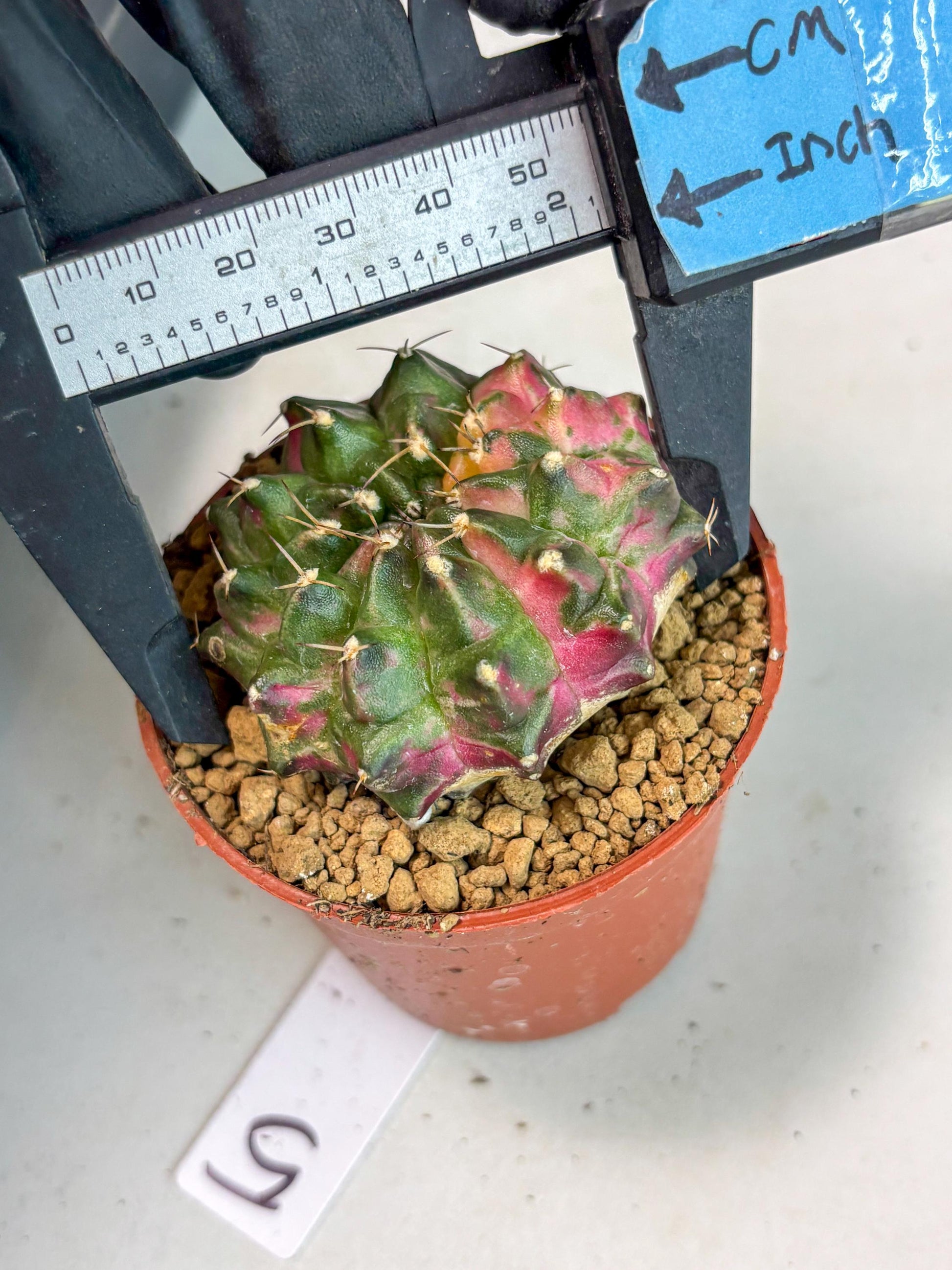 Gymnocalycium Neon (gy14) (p5) | ONLY for Advance Grower