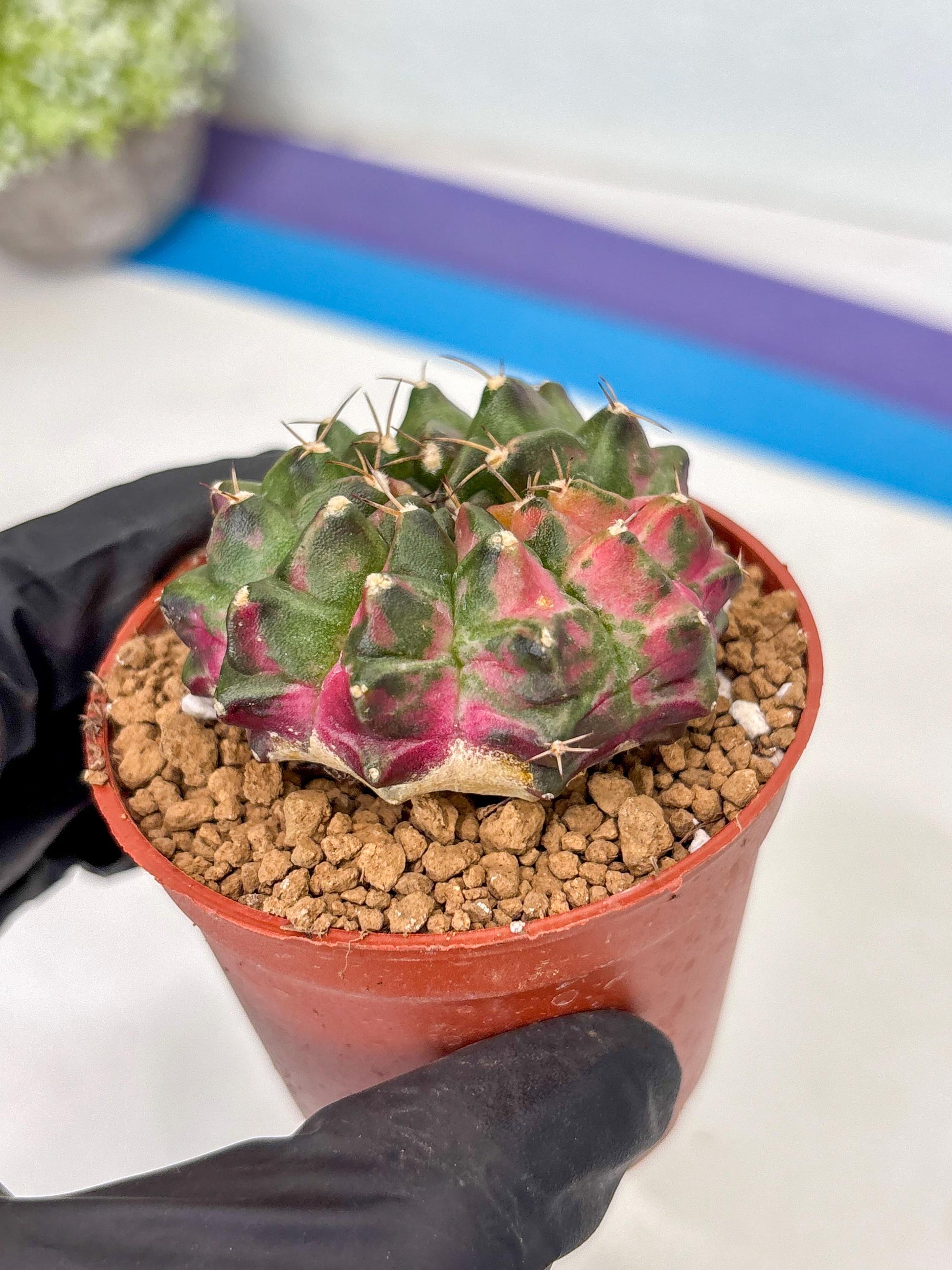 Gymnocalycium Neon (gy14) (p5) | ONLY for Advance Grower