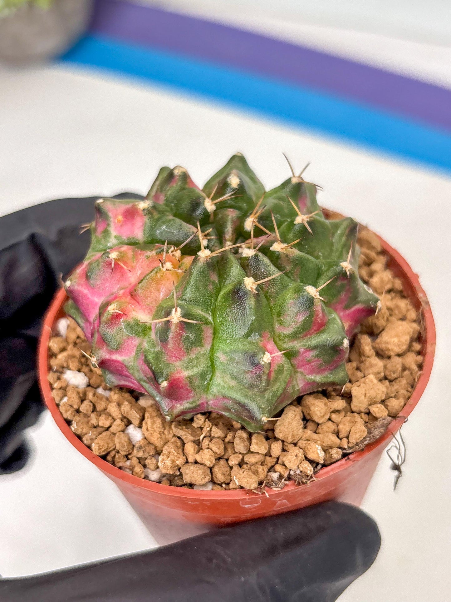Gymnocalycium Neon (gy14) (p5) | ONLY for Advance Grower