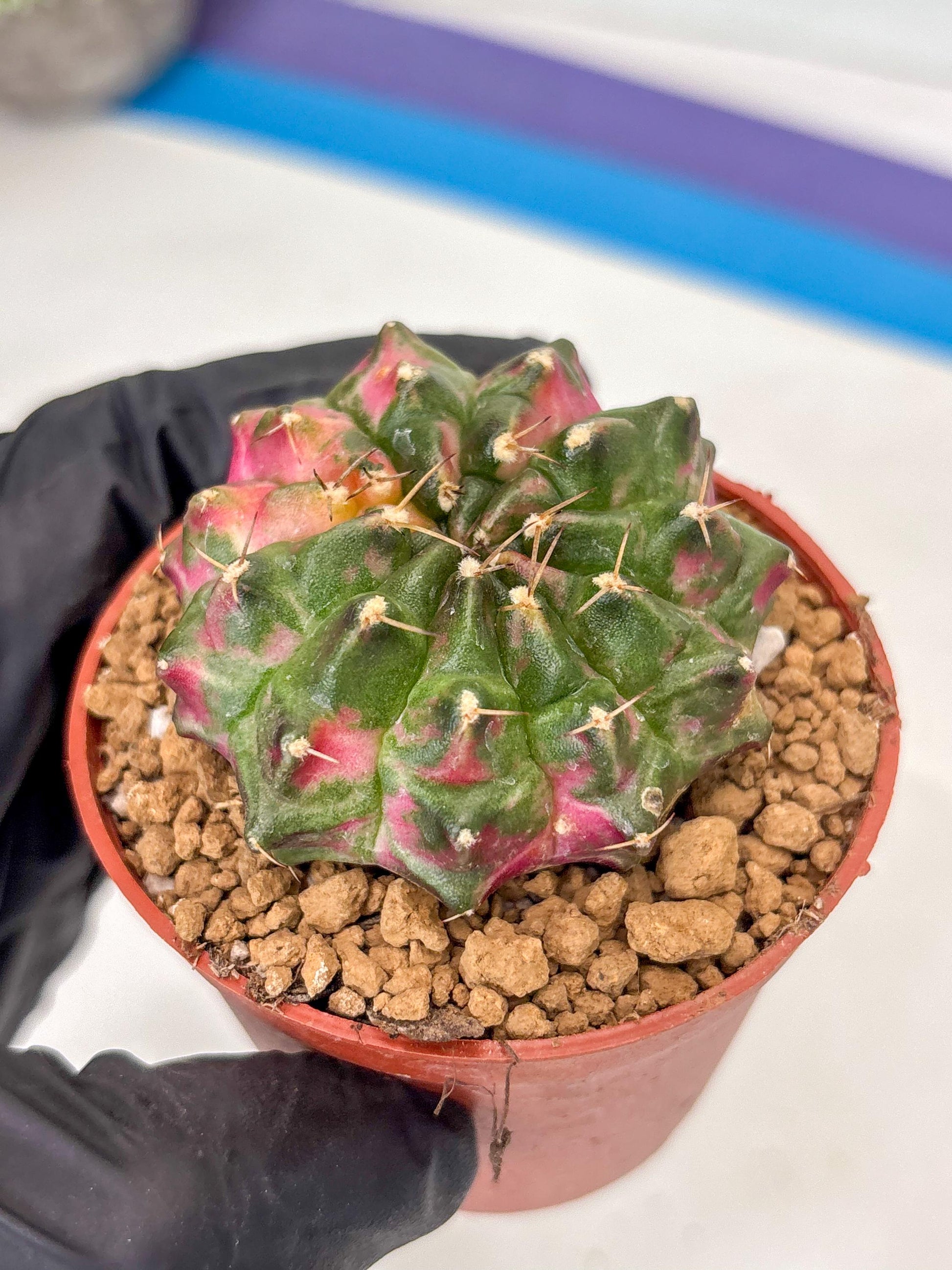 Gymnocalycium Neon (gy14) (p5) | ONLY for Advance Grower