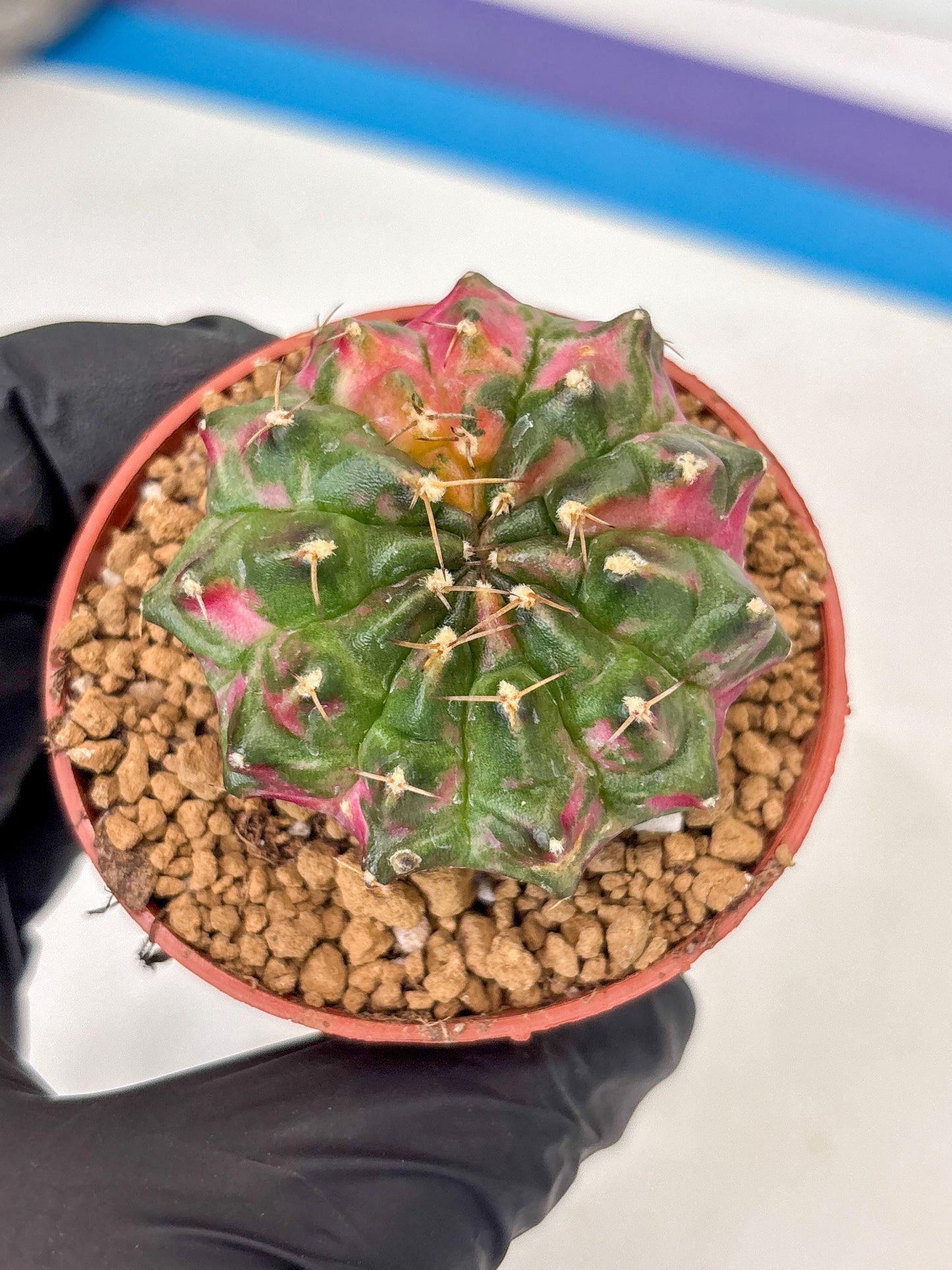 Gymnocalycium Neon (gy14) (p5) | ONLY for Advance Grower