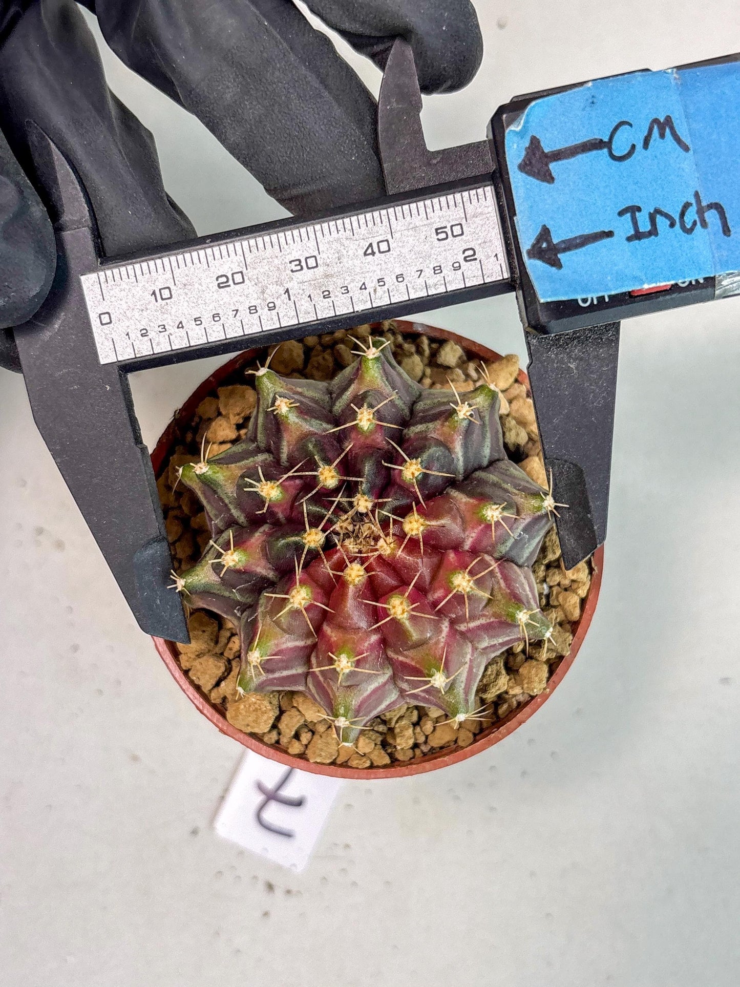 Gymnocalycium Neon (gy14) (p7) | ONLY for Advance Grower