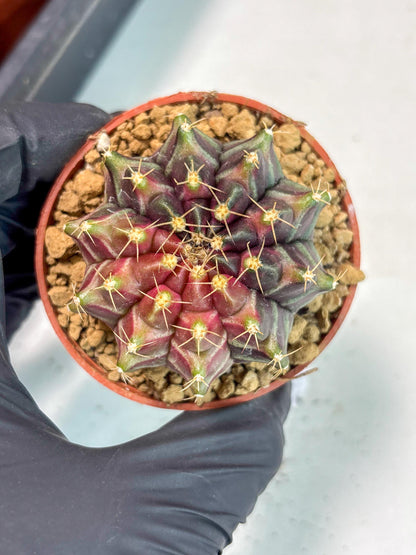 Gymnocalycium Neon (gy14) (p7) | ONLY for Advance Grower