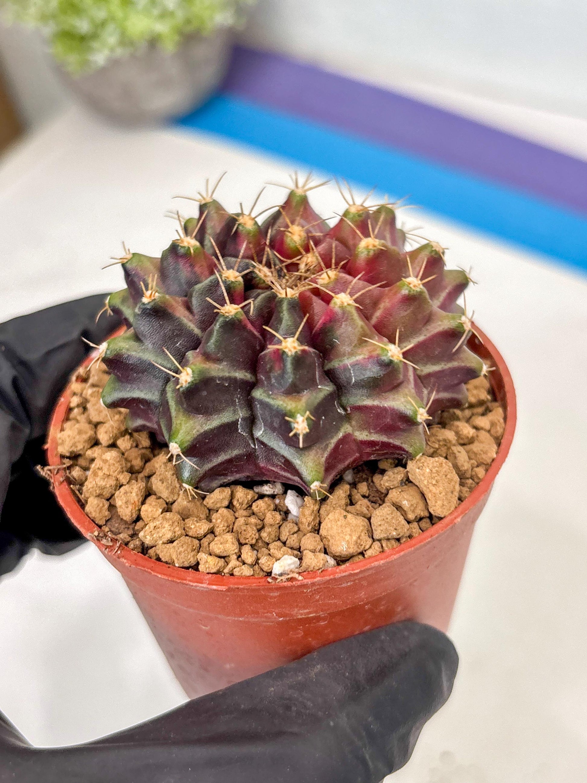 Gymnocalycium Neon (gy14) (p7) | ONLY for Advance Grower