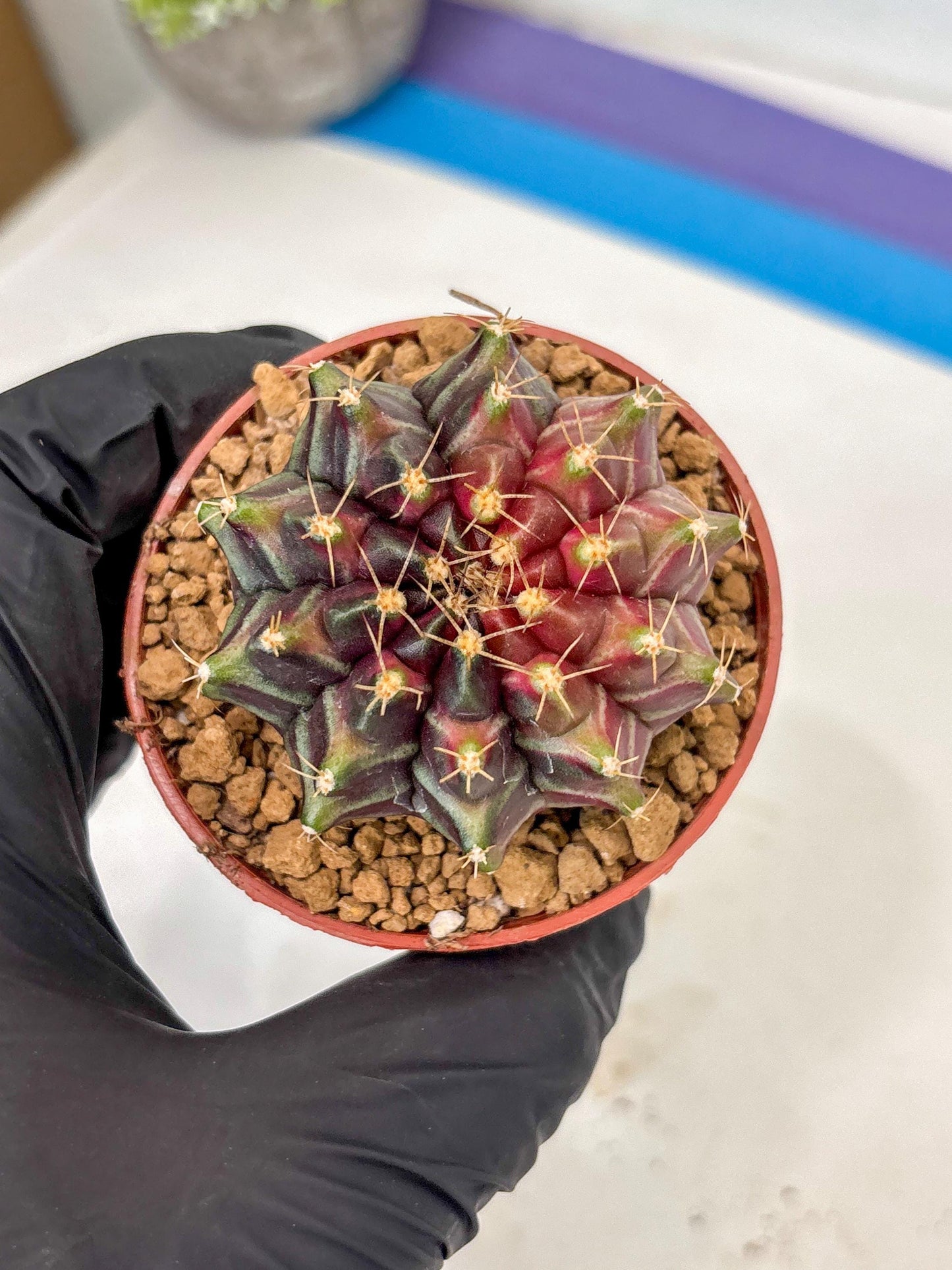 Gymnocalycium Neon (gy14) (p7) | ONLY for Advance Grower