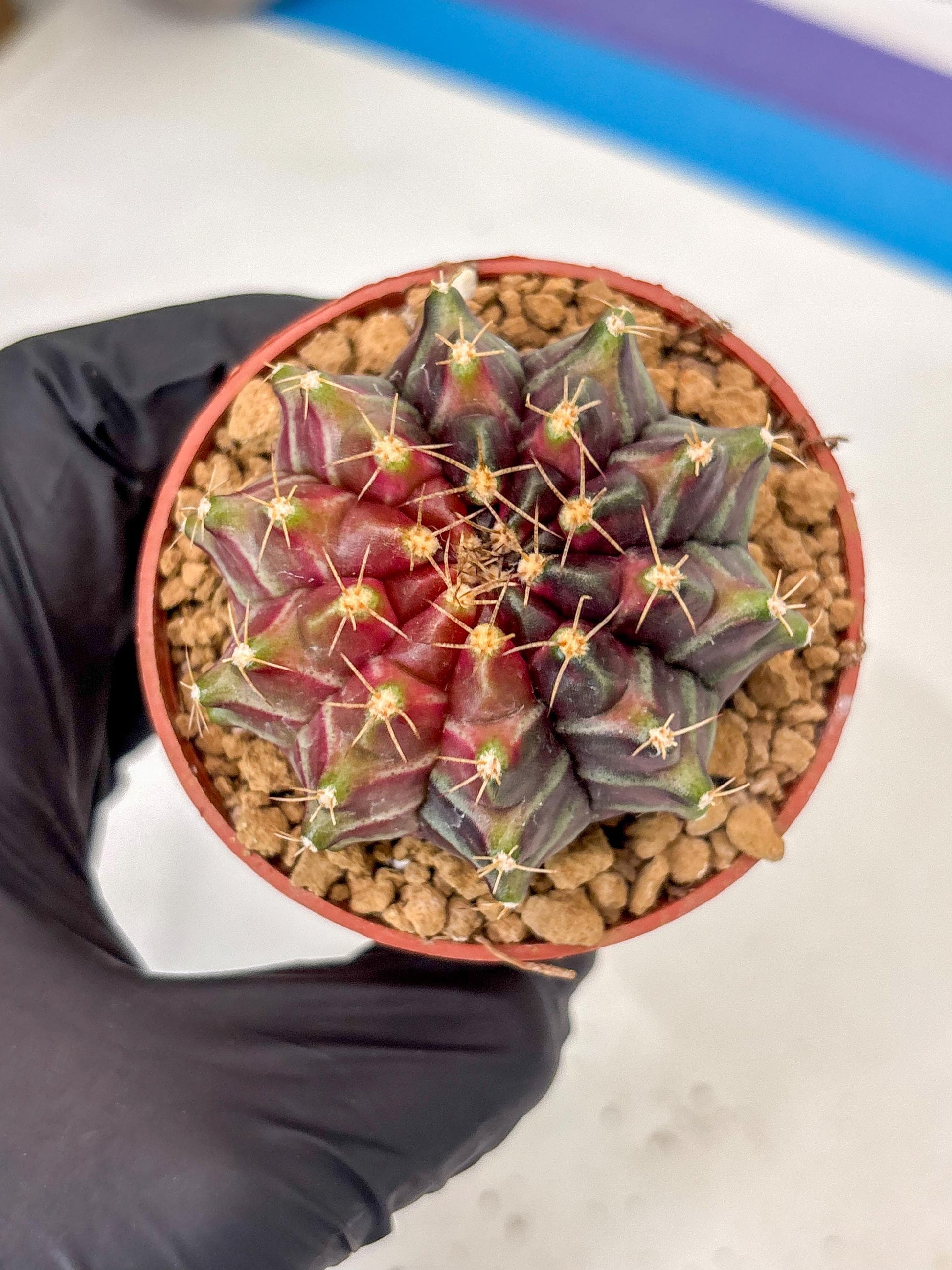 Gymnocalycium Neon (gy14) (p7) | ONLY for Advance Grower