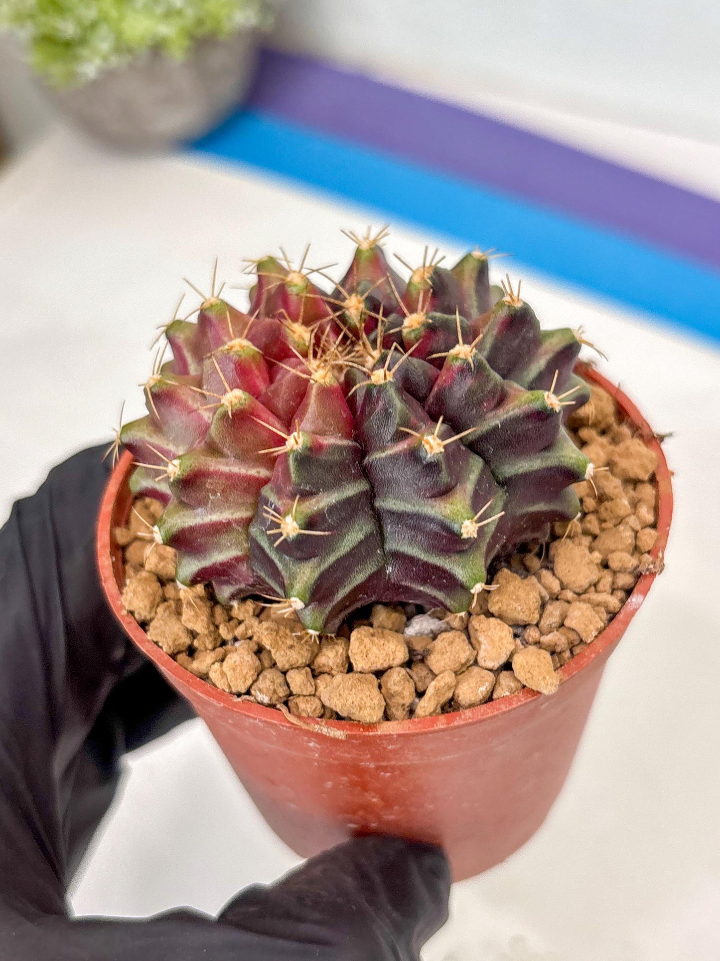 Gymnocalycium Neon (gy14) (p7) | ONLY for Advance Grower