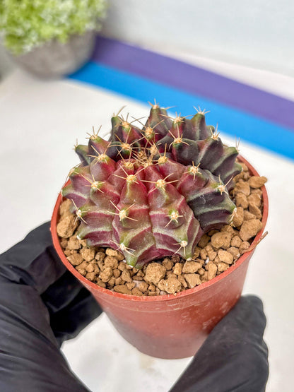 Gymnocalycium Neon (gy14) (p7) | ONLY for Advance Grower
