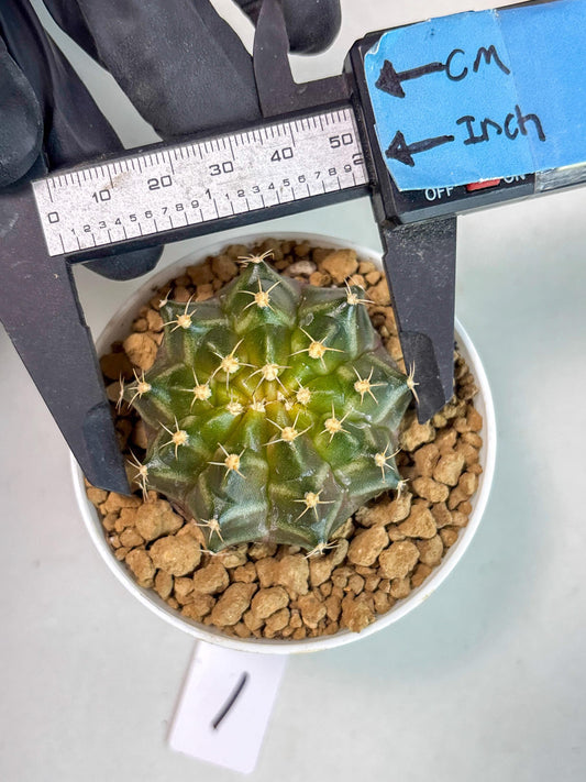Gymnocalycium Neon (gy14) (b1) | ONLY for Advance Grower