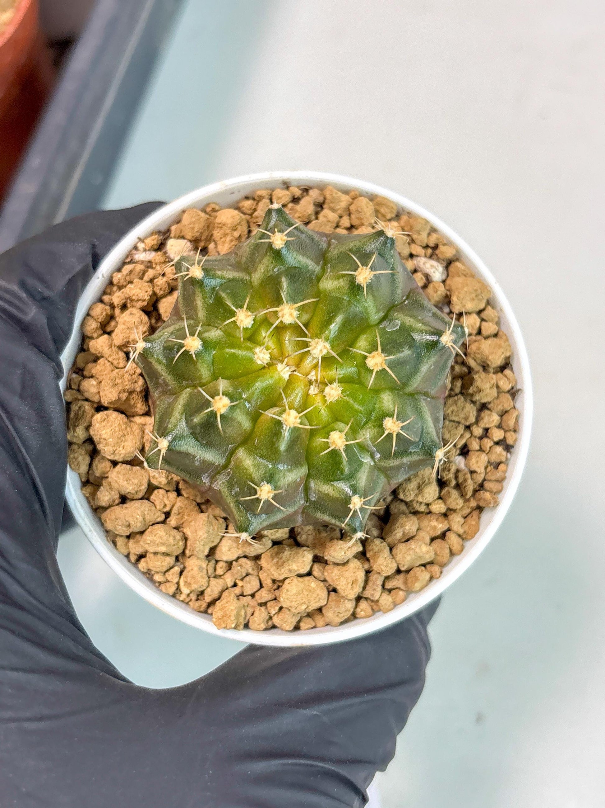Gymnocalycium Neon (gy14) (b1) | ONLY for Advance Grower