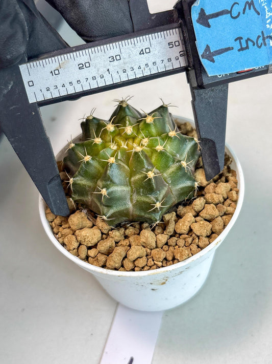Gymnocalycium Neon (gy14) (b1) | ONLY for Advance Grower