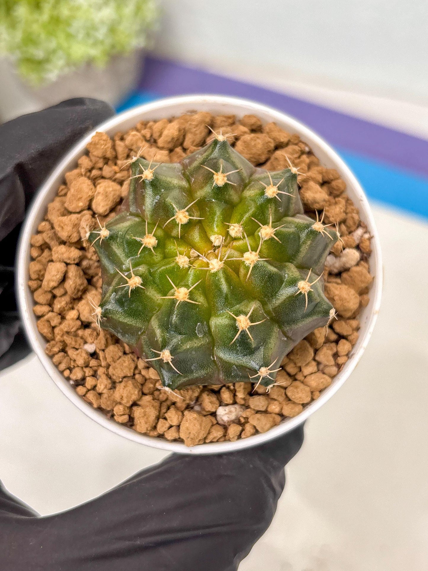 Gymnocalycium Neon (gy14) (b1) | ONLY for Advance Grower