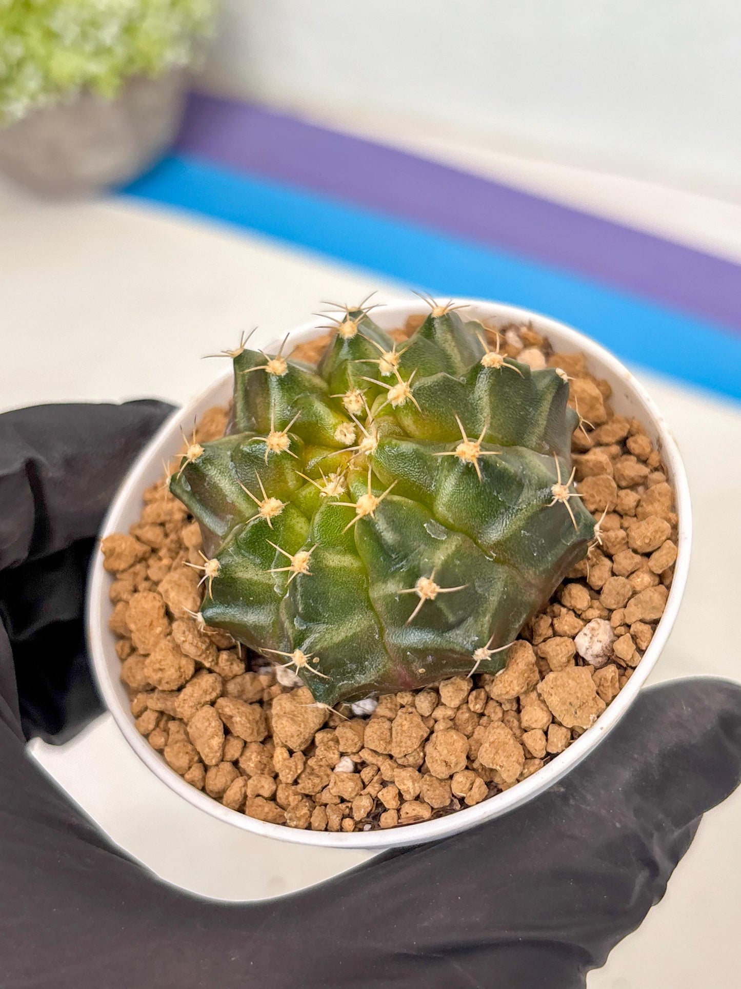Gymnocalycium Neon (gy14) (b1) | ONLY for Advance Grower