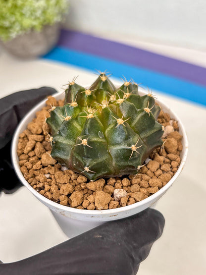 Gymnocalycium Neon (gy14) (b1) | ONLY for Advance Grower