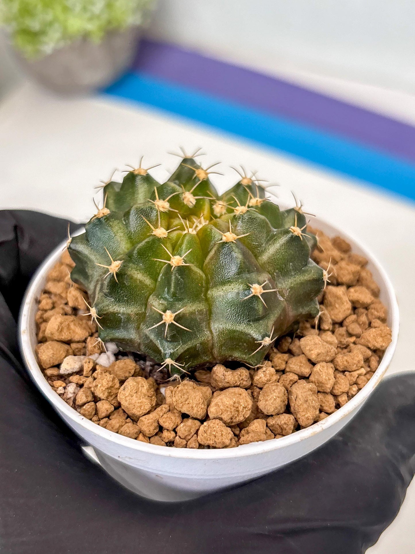 Gymnocalycium Neon (gy14) (b1) | ONLY for Advance Grower