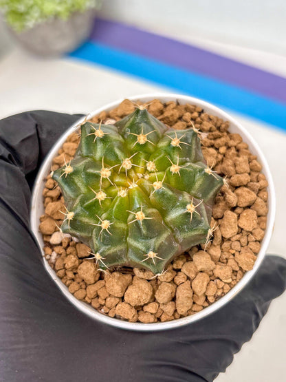 Gymnocalycium Neon (gy14) (b1) | ONLY for Advance Grower