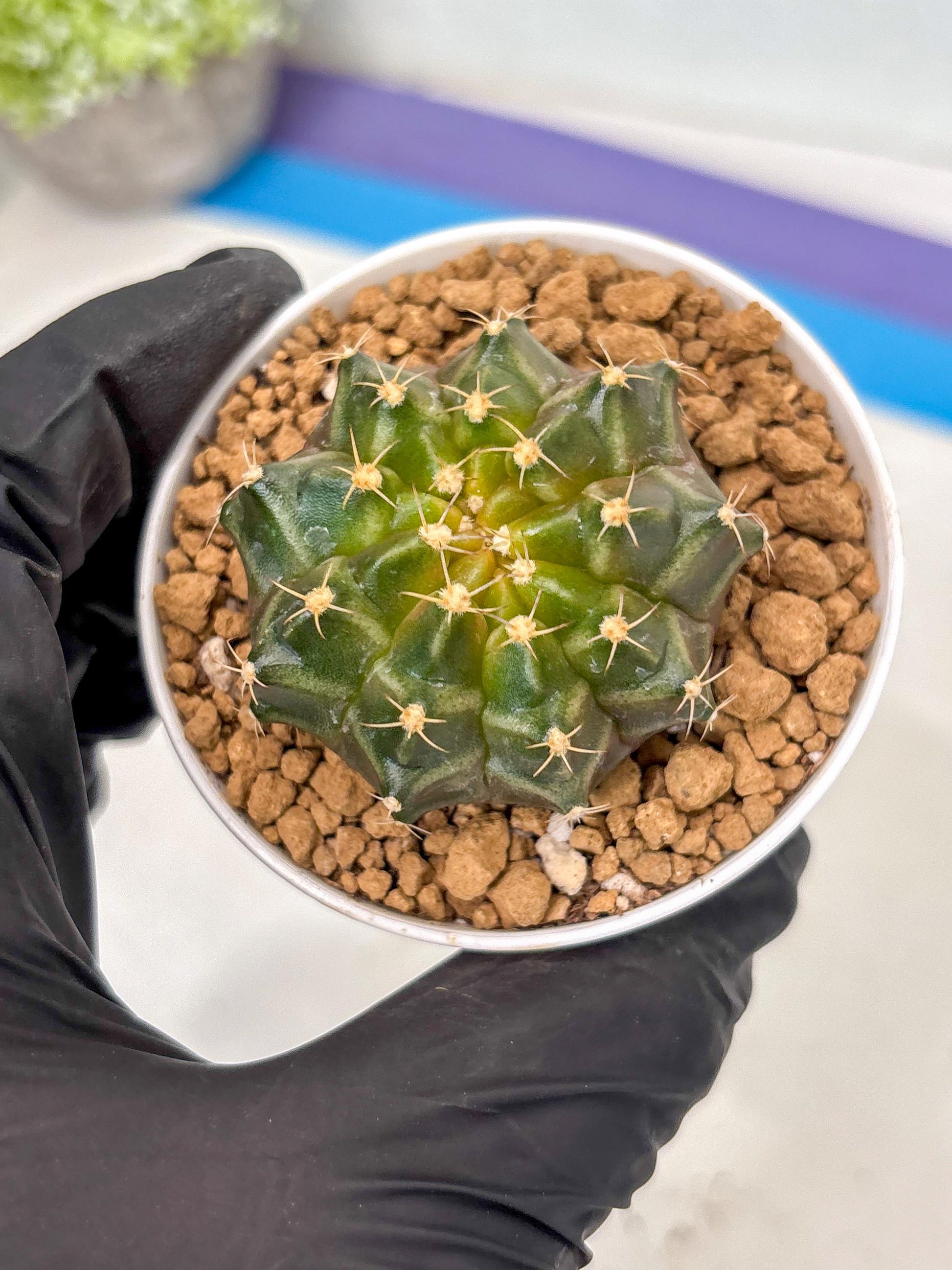 Gymnocalycium Neon (gy14) (b1) | ONLY for Advance Grower