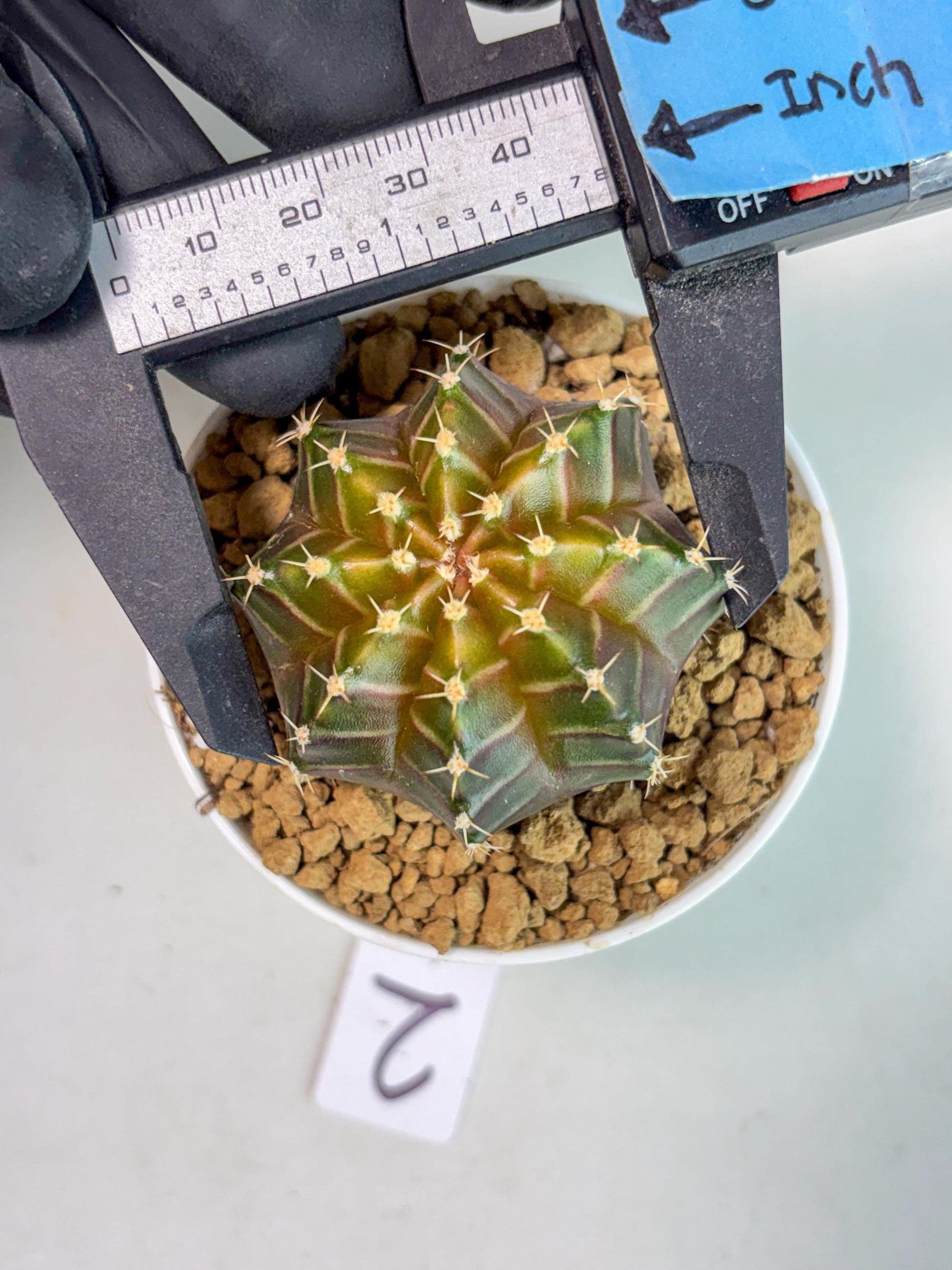 Gymnocalycium Neon (gy14) (y2) | ONLY for Advance Grower
