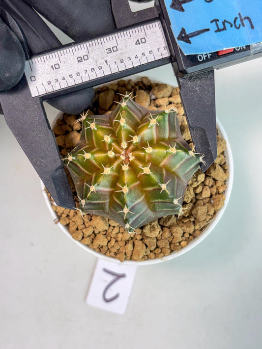 Gymnocalycium Neon (gy14) (y2) | ONLY for Advance Grower