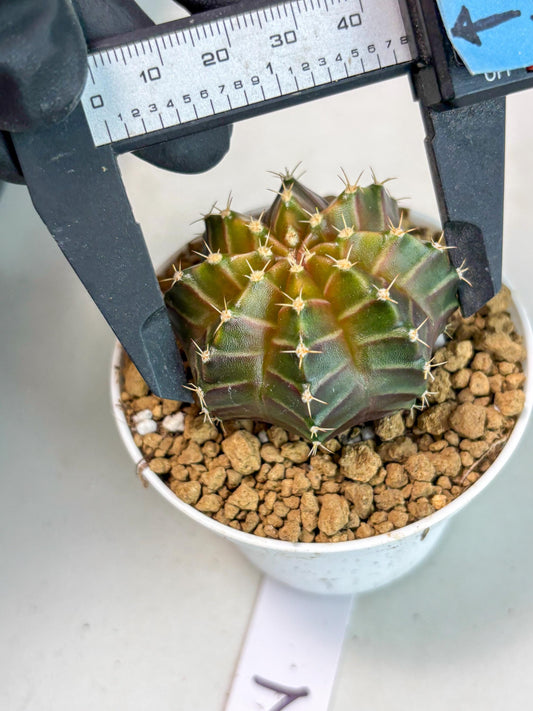 Gymnocalycium Neon (gy14) (y2) | ONLY for Advance Grower