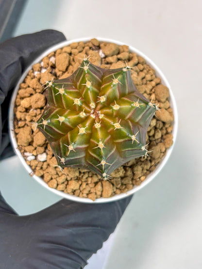 Gymnocalycium Neon (gy14) (y2) | ONLY for Advance Grower