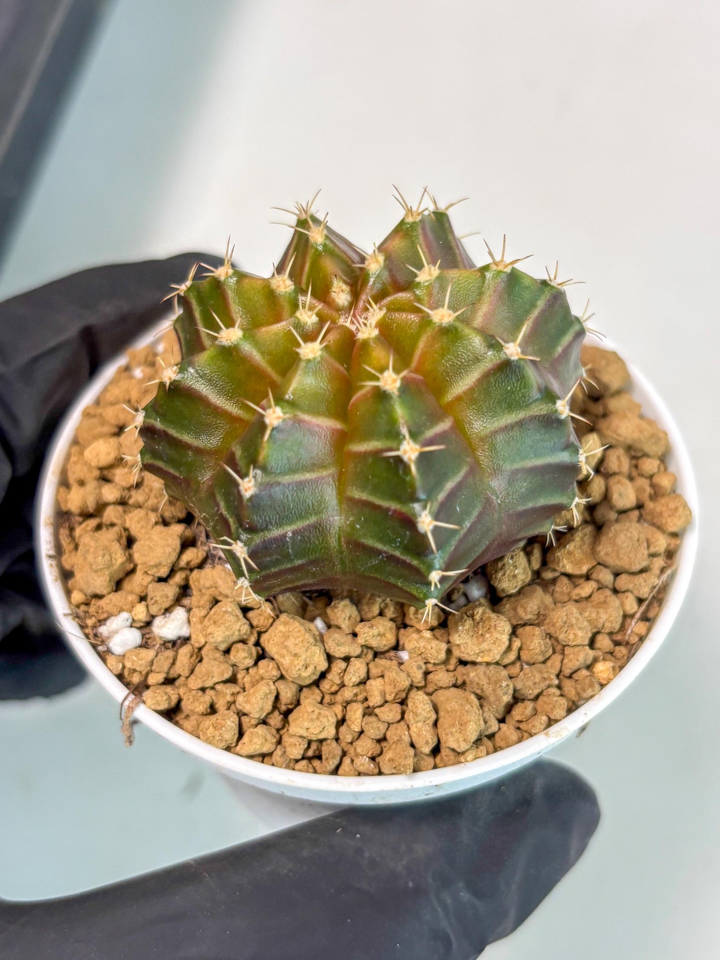 Gymnocalycium Neon (gy14) (y2) | ONLY for Advance Grower