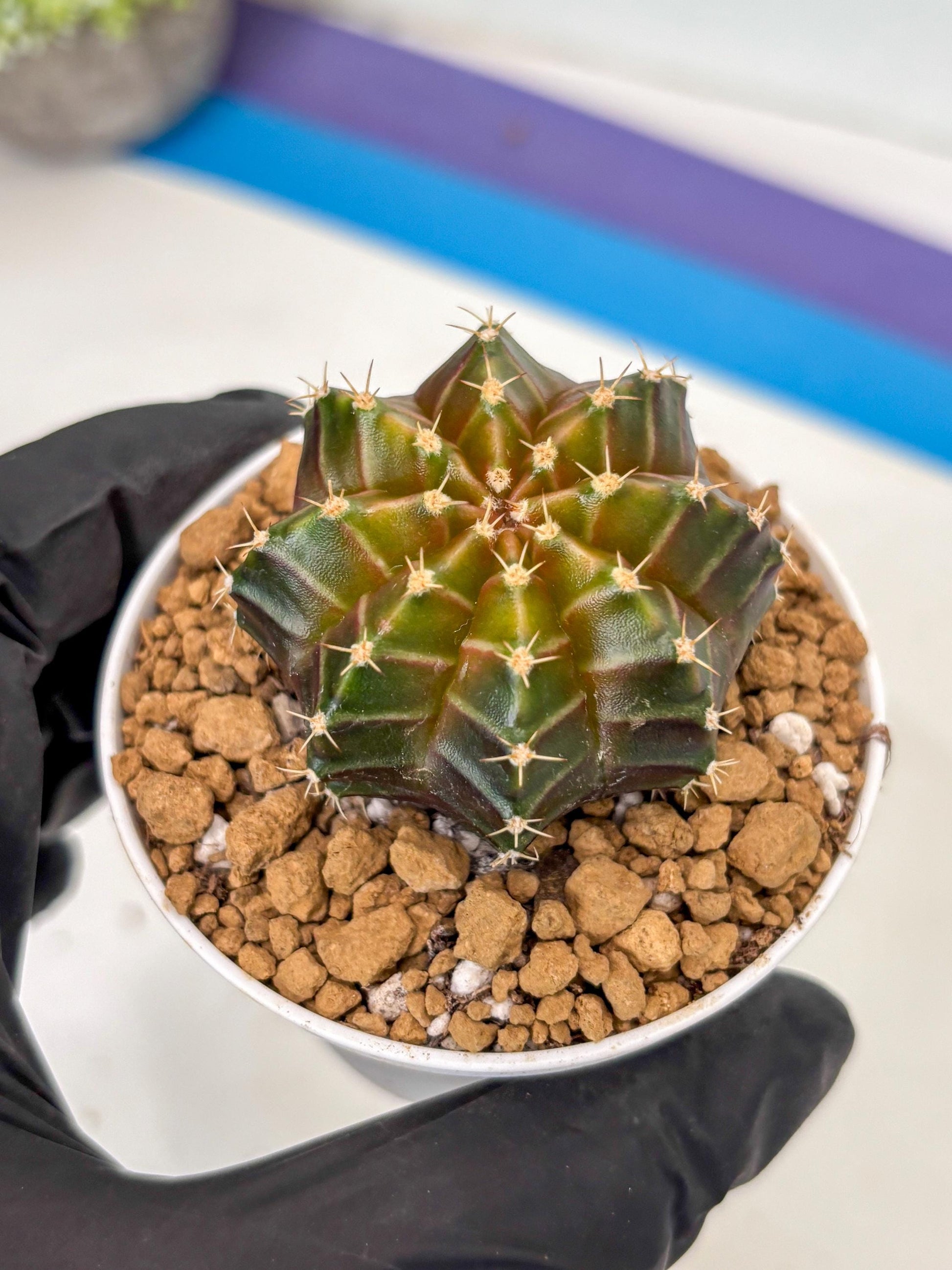 Gymnocalycium Neon (gy14) (y2) | ONLY for Advance Grower
