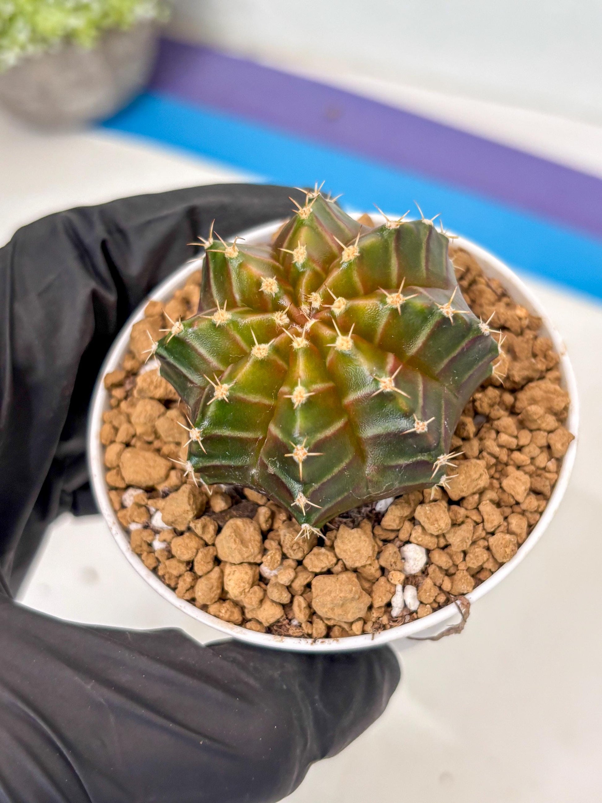 Gymnocalycium Neon (gy14) (y2) | ONLY for Advance Grower