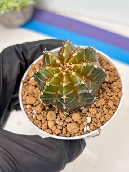 Gymnocalycium Neon (gy14) (y2) | ONLY for Advance Grower