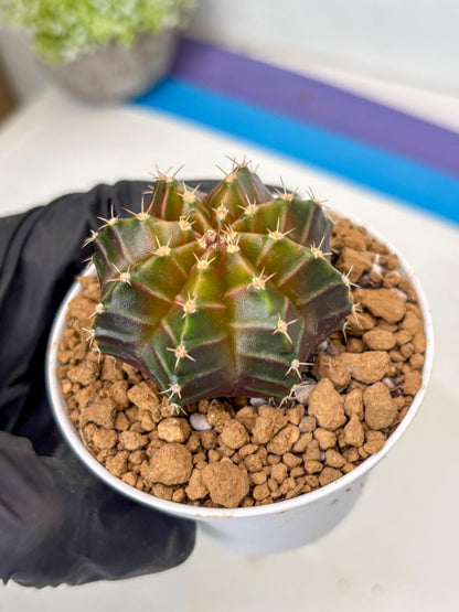 Gymnocalycium Neon (gy14) (y2) | ONLY for Advance Grower