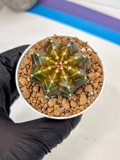 Gymnocalycium Neon (gy14) (y2) | ONLY for Advance Grower
