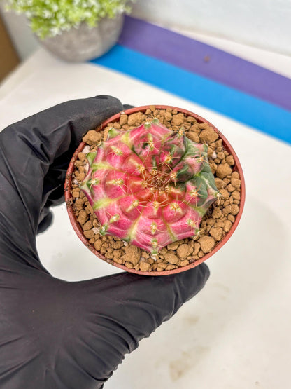 Gymnocalycium Neon (gy14) (y3) | ONLY for Advance Grower