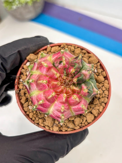 Gymnocalycium Neon (gy14) (y3) | ONLY for Advance Grower