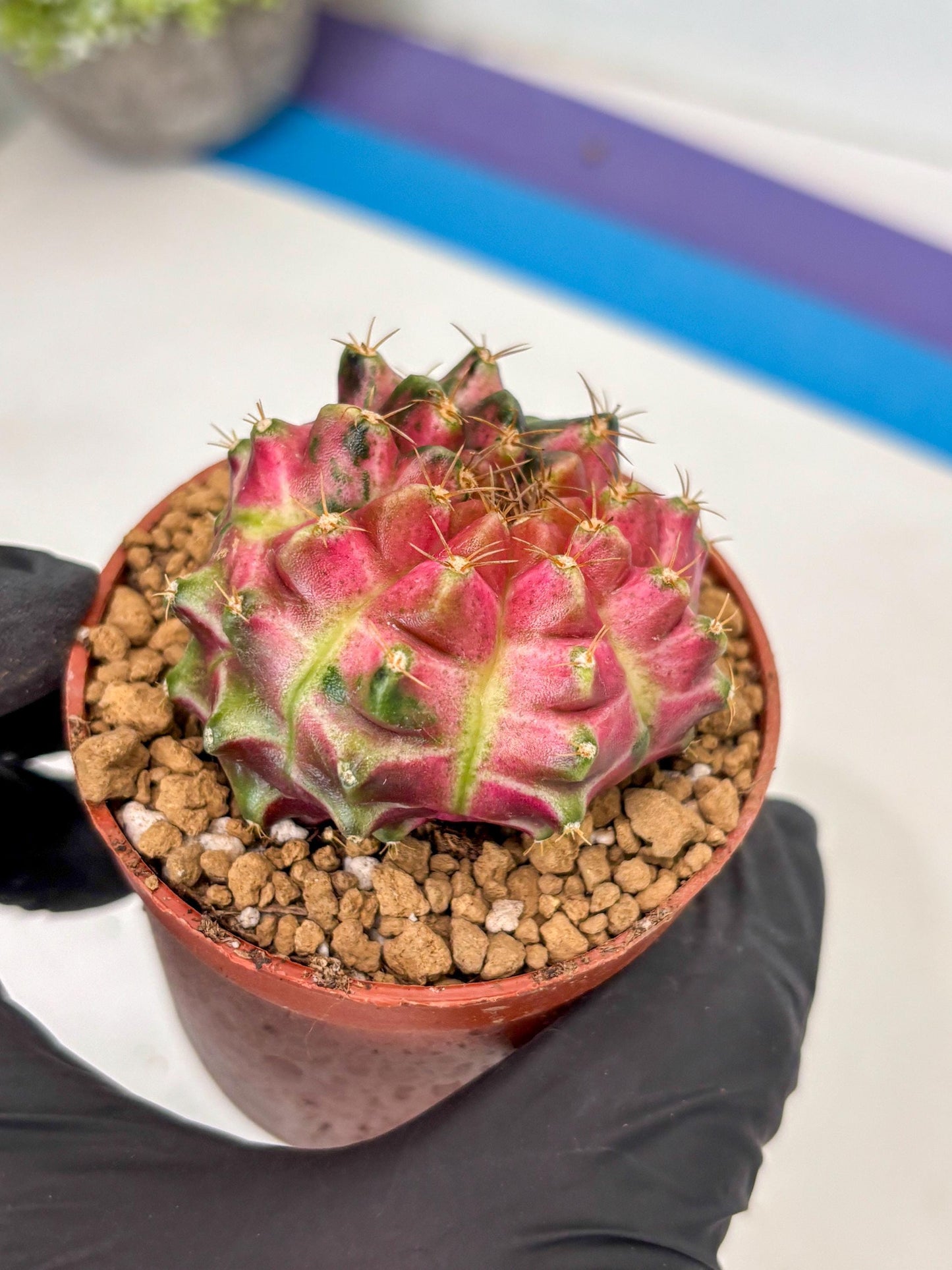 Gymnocalycium Neon (gy14) (y3) | ONLY for Advance Grower
