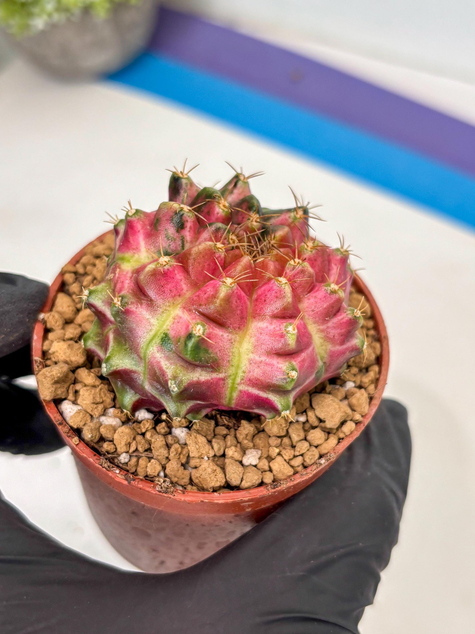 Gymnocalycium Neon (gy14) (y3) | ONLY for Advance Grower