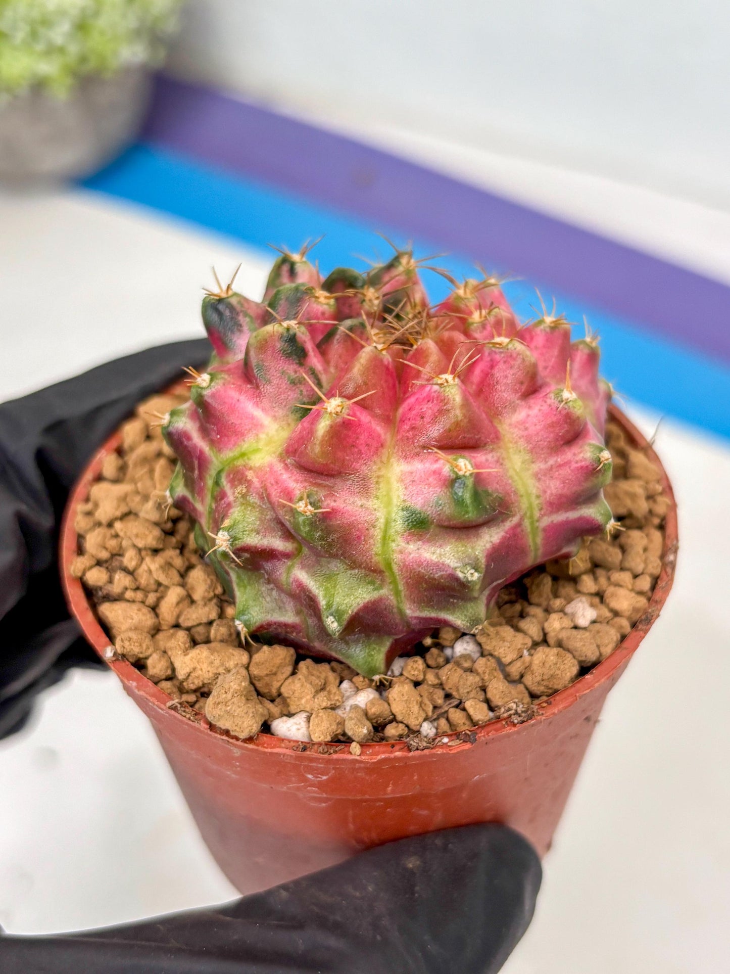Gymnocalycium Neon (gy14) (y3) | ONLY for Advance Grower