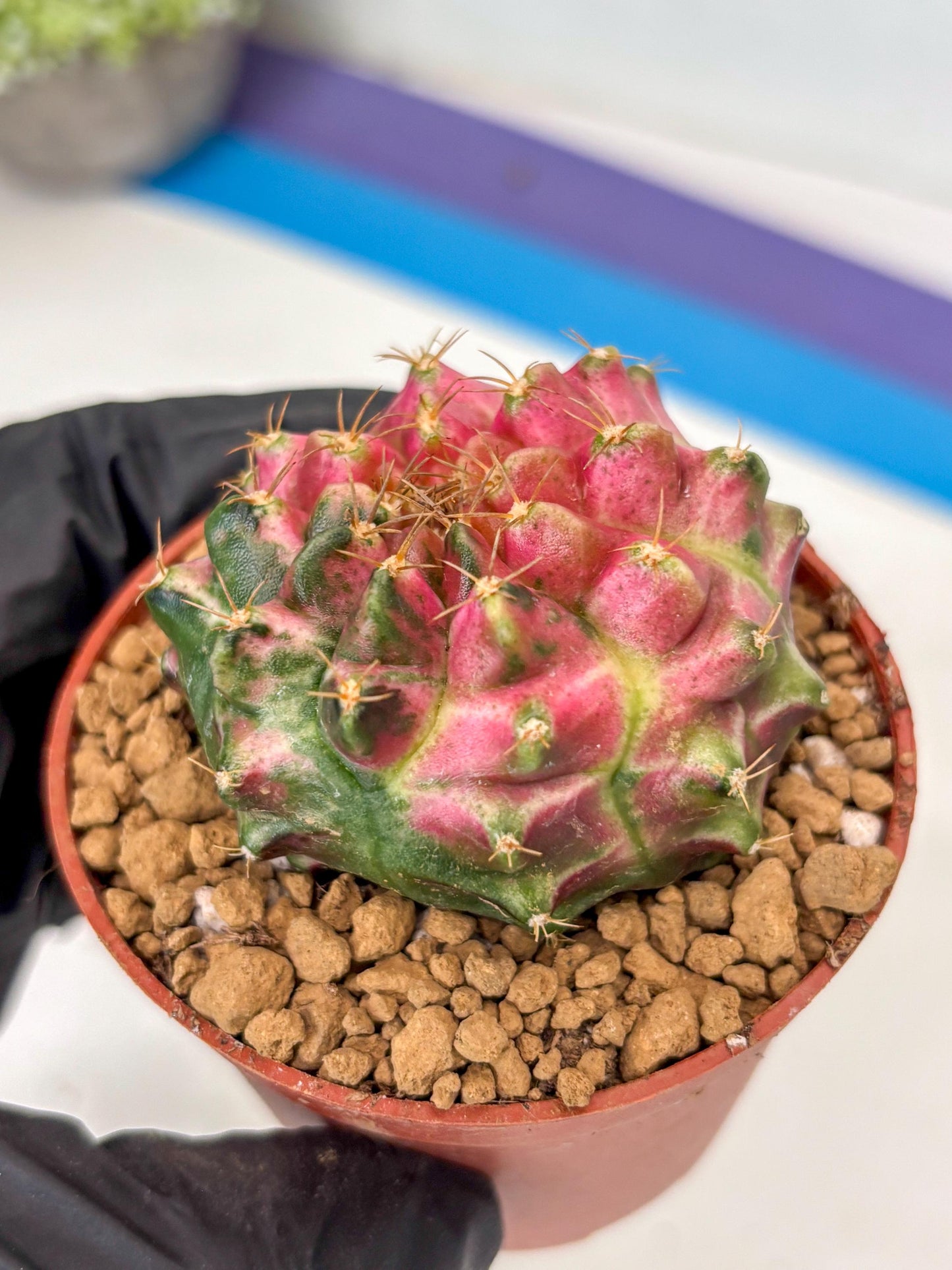 Gymnocalycium Neon (gy14) (y3) | ONLY for Advance Grower