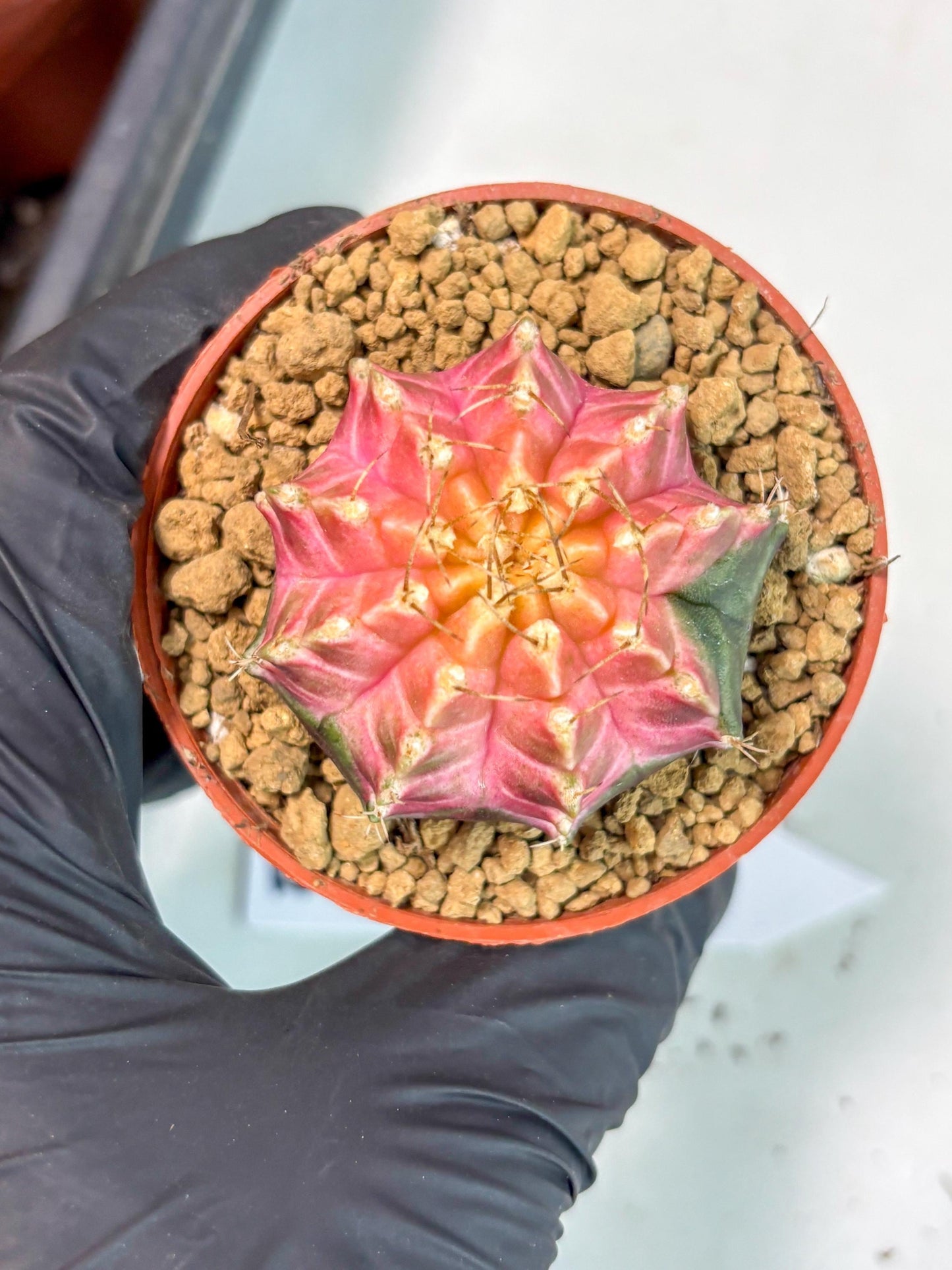 Gymnocalycium Neon (gy14) (y5) | ONLY for Advance Grower