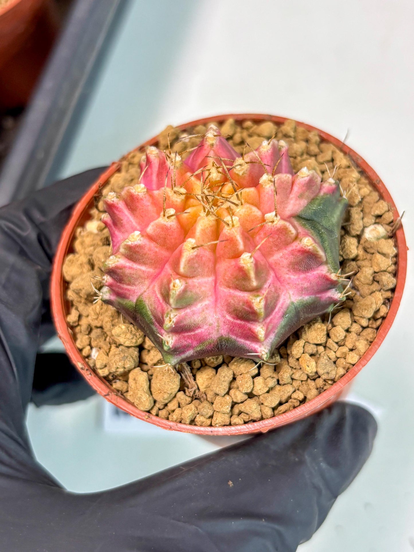 Gymnocalycium Neon (gy14) (y5) | ONLY for Advance Grower